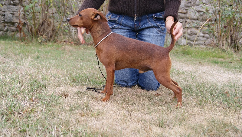 Publication : Des Pinscheboules Auteur : virginie Lagersie