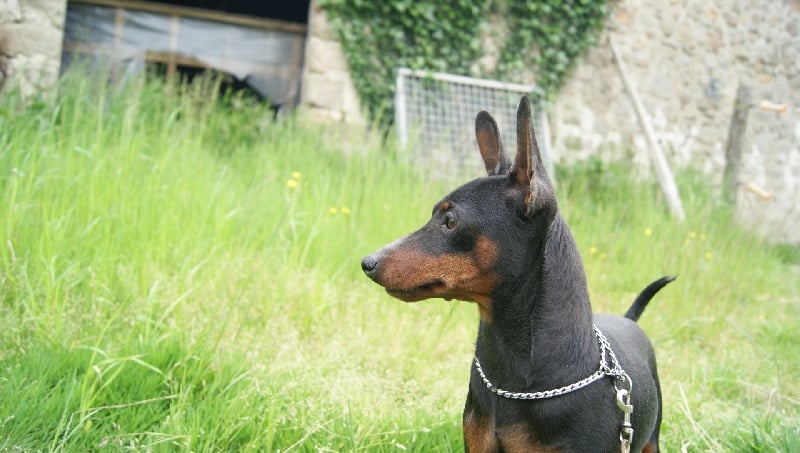 Publication : Des Pinscheboules