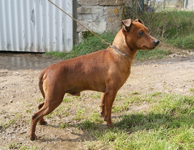 Publication : Des Pinscheboules Auteur : virginie Lagersie