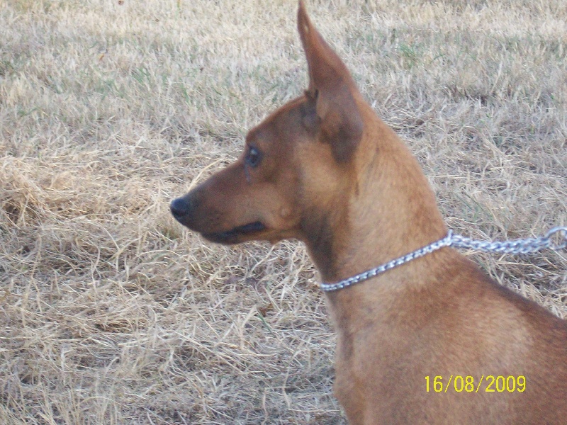 Publication : Des Pinscheboules Auteur : virginie lagersie