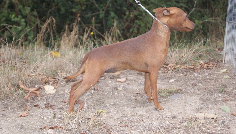 Publication : Des Pinscheboules Auteur : virginie Lagersie