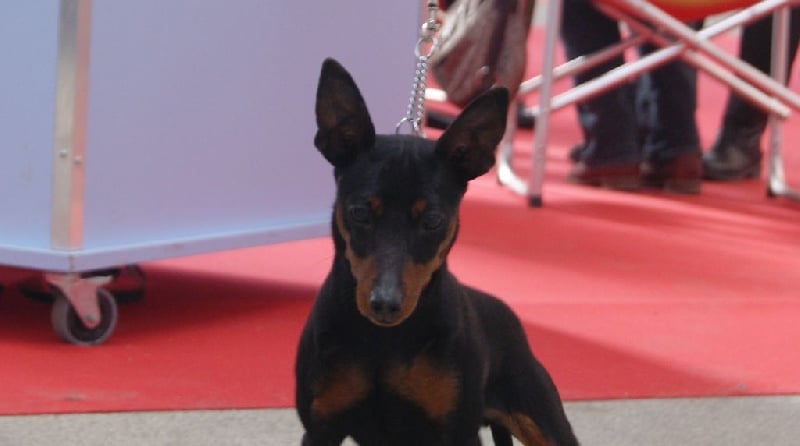 Publication : Des Pinscheboules Auteur : virginie Lagersie