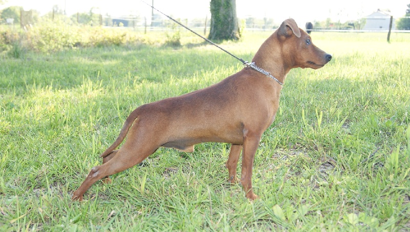 Publication : Des Pinscheboules Auteur : virginie Lagersie