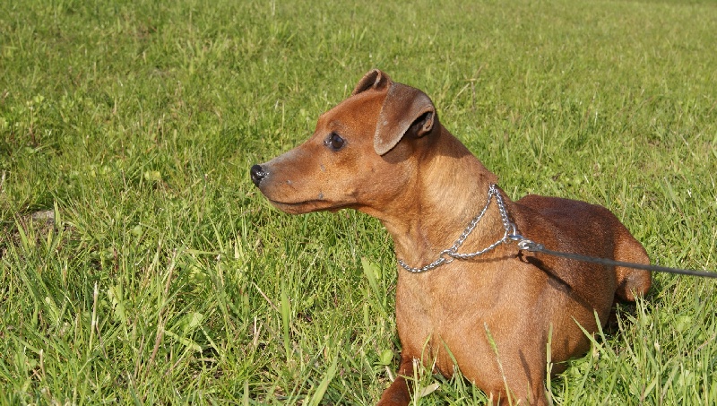 Publication : Des Pinscheboules Auteur : virginie Lagersie