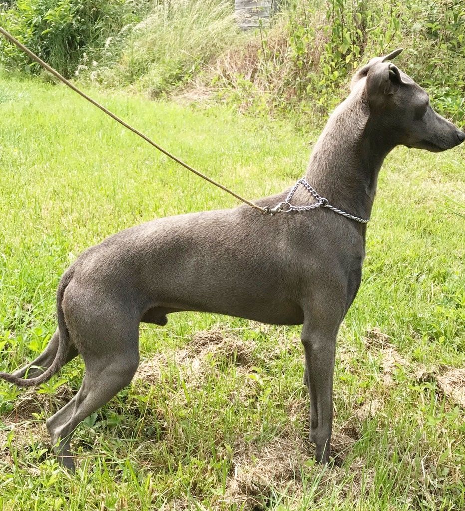 Publication : Des Pinscheboules Auteur : virginie lagersie