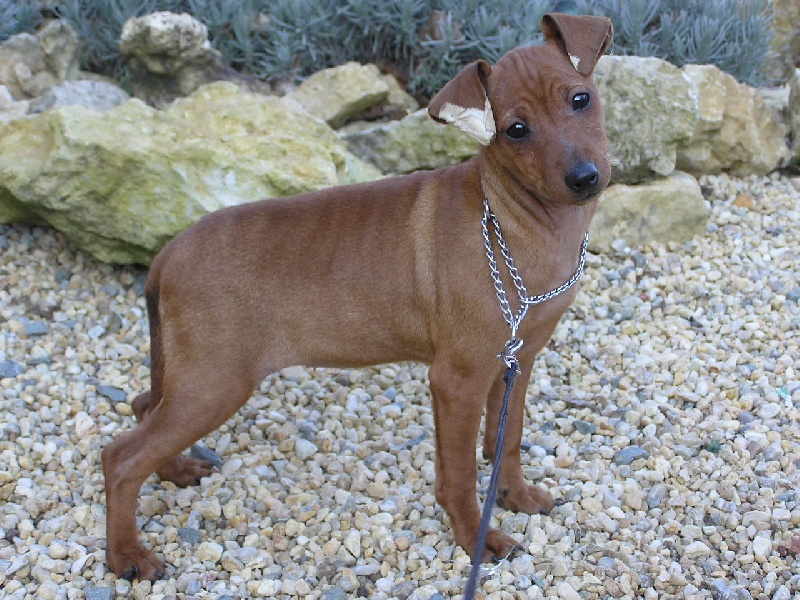 Publication : Des Pinscheboules Auteur : virginie lagersie