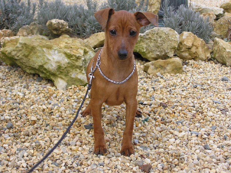 Publication : Des Pinscheboules Auteur : virginie lagersie