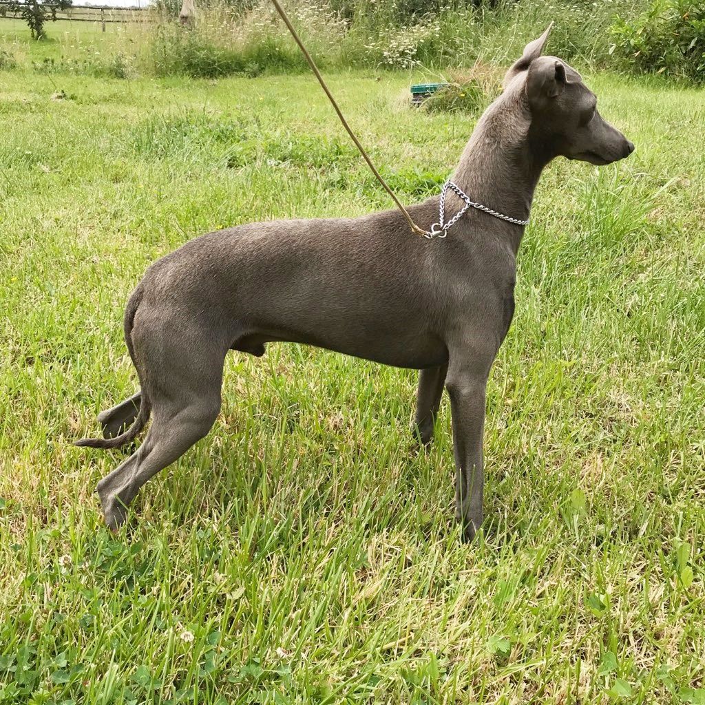 Publication : Des Pinscheboules Auteur : virginie lagersie