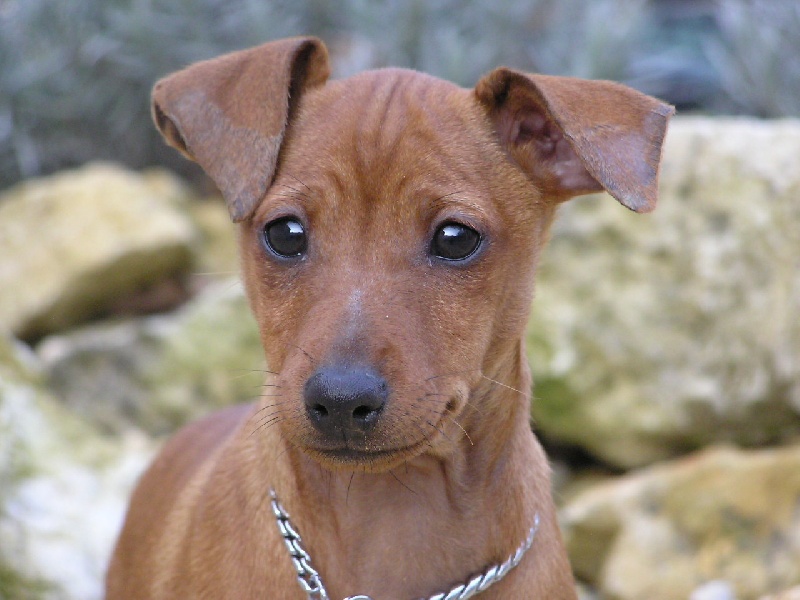 Publication : Des Pinscheboules Auteur : virginie lagersie