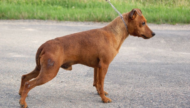 Publication : Des Pinscheboules Auteur : virginie Lagersie