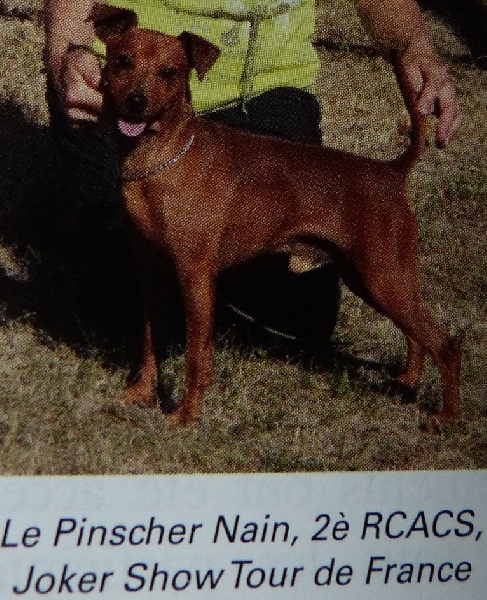 Publication : Des Pinscheboules Auteur : virginie Lagersie