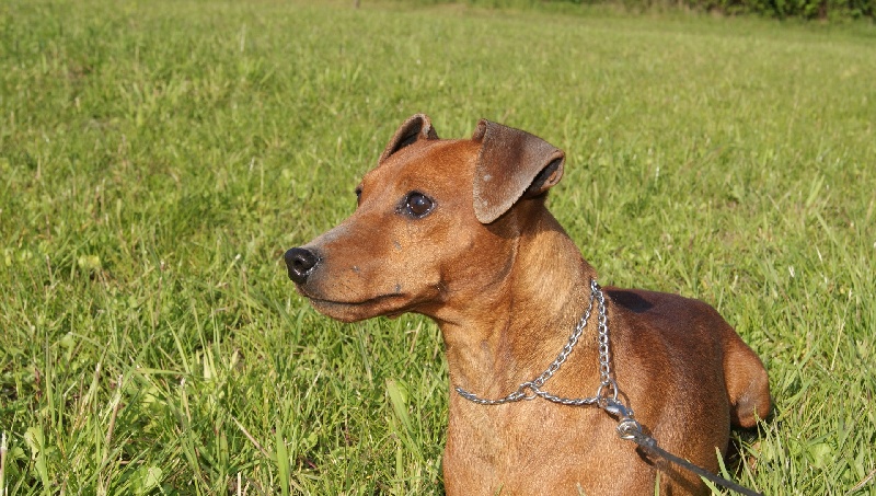 Publication : Des Pinscheboules Auteur : virginie Lagersie
