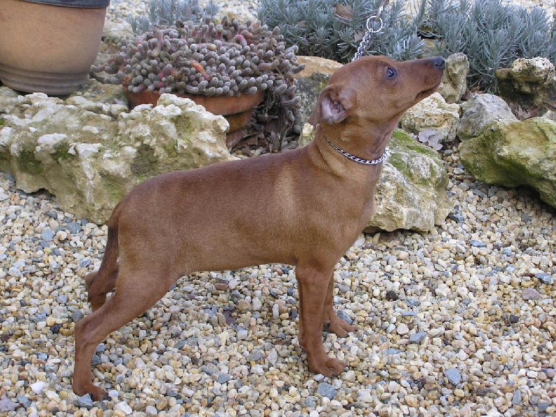 Publication : Des Pinscheboules Auteur : virginie lagersie