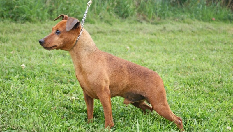Publication : Des Pinscheboules Auteur : virginie Lagersie