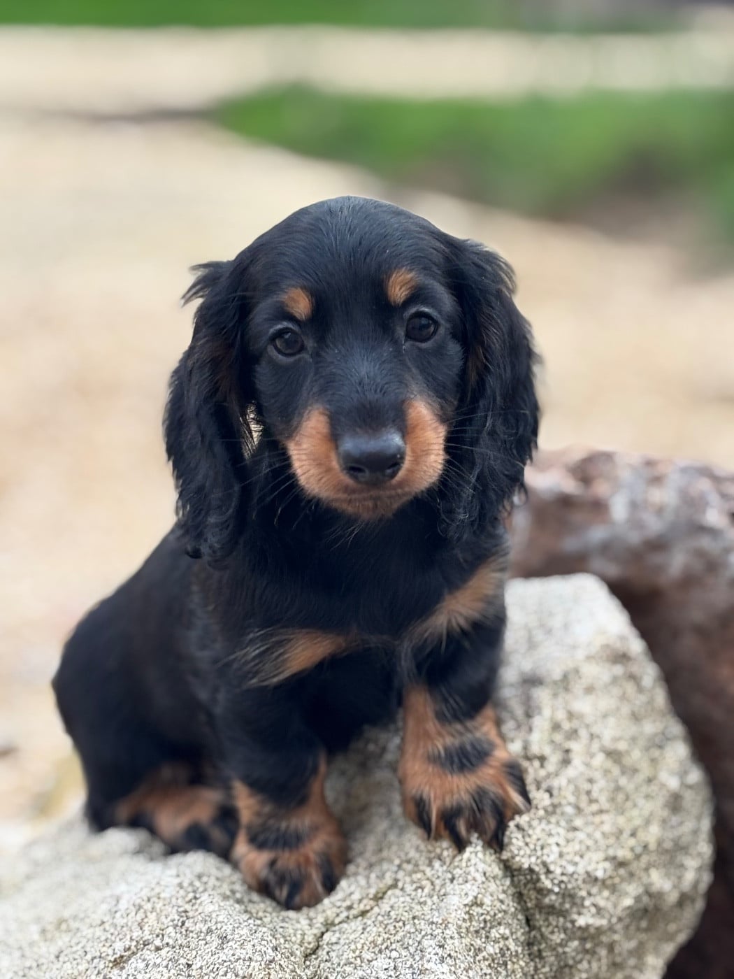 ATLAS - CHIOT 1 - Male Noir et Feu