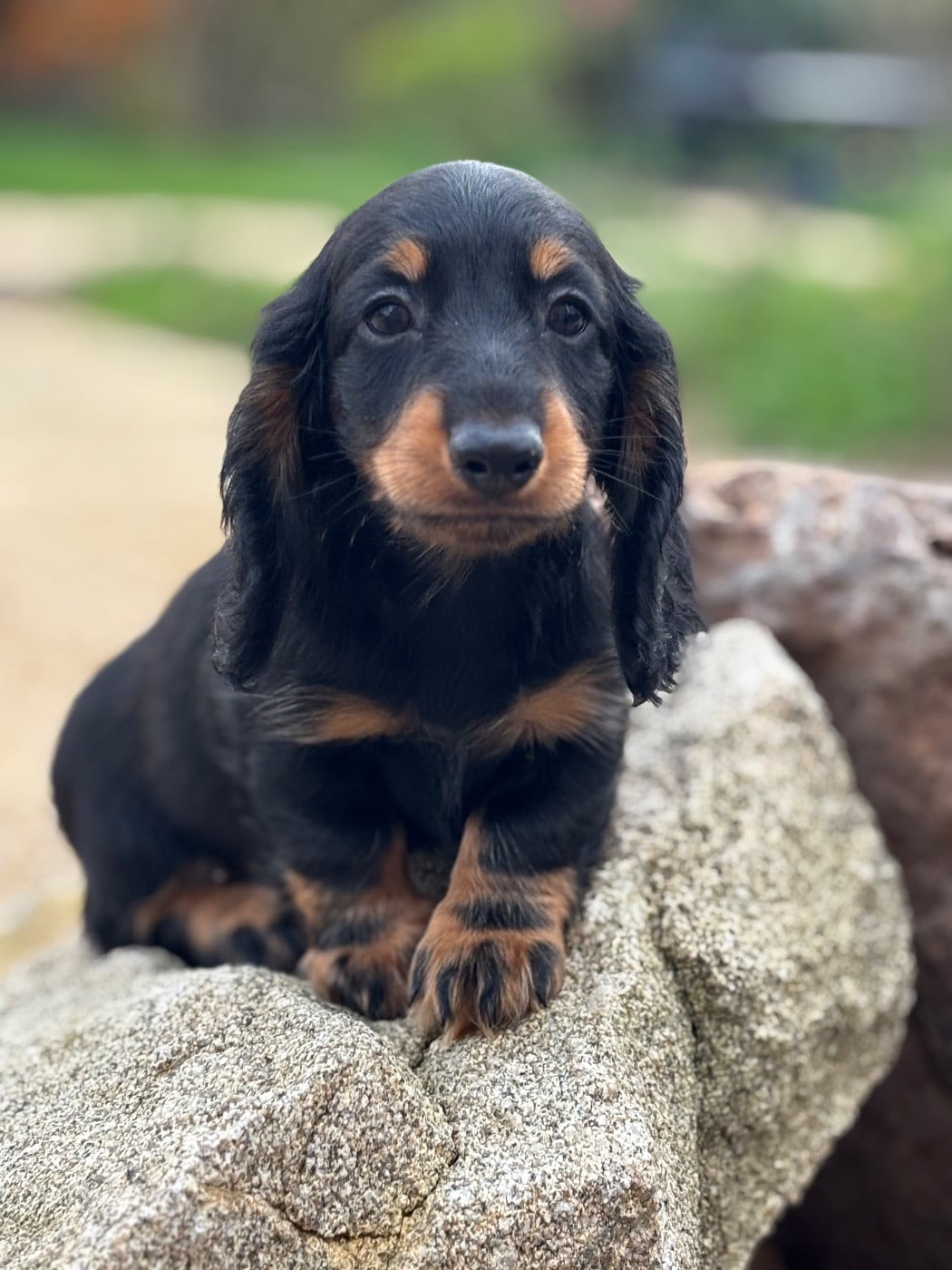 ATLAS - CHIOT 1 - Male Noir et Feu