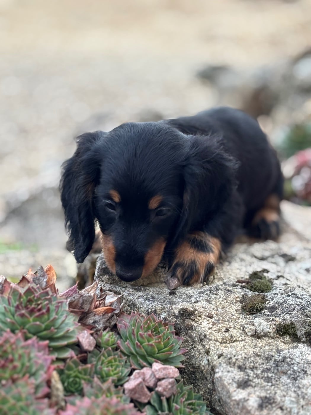 ATLAS - CHIOT 1 - Male Noir et Feu