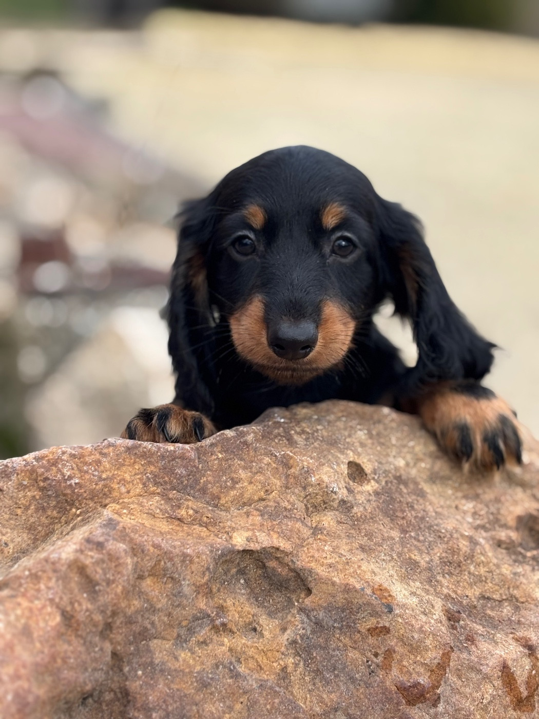 ATLAS - CHIOT 1 - Male Noir et Feu