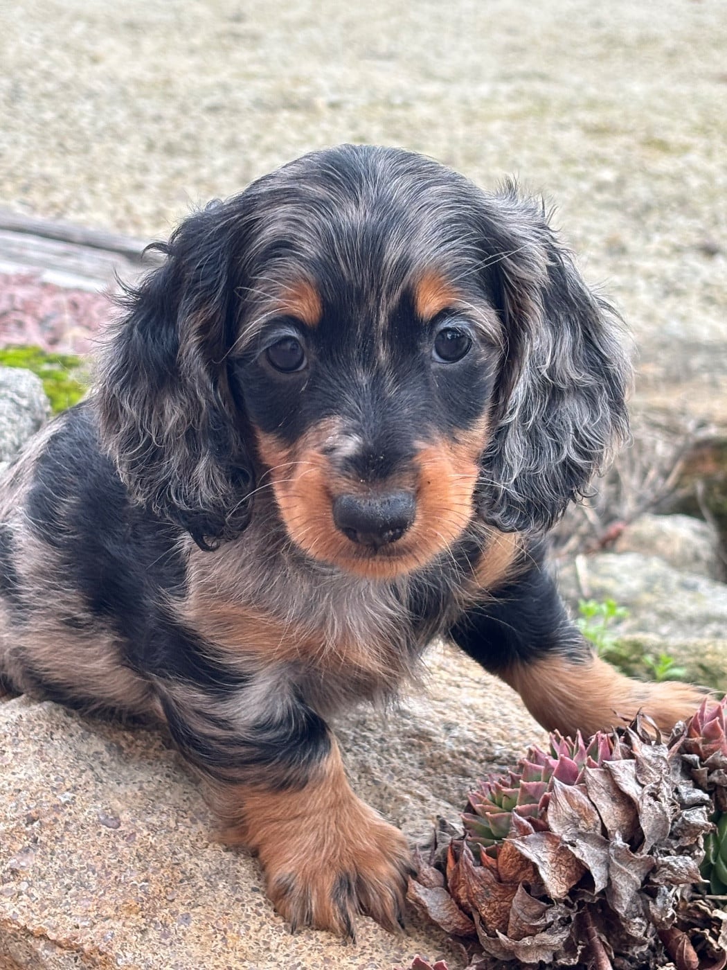 Arès - CHIOT 2 - Male arlequin Bleu