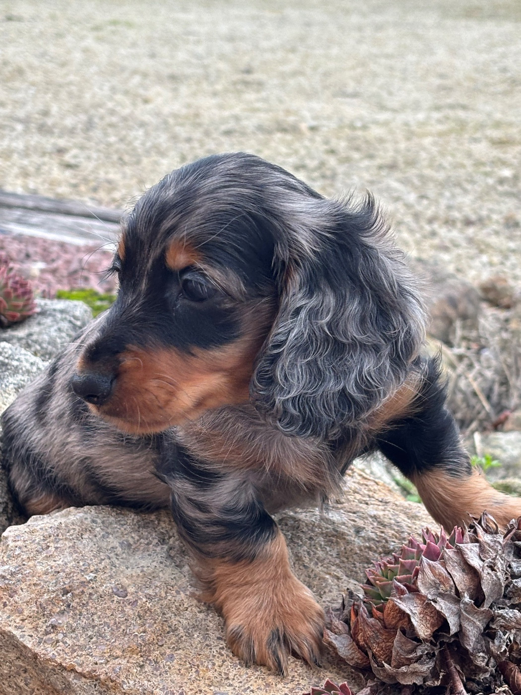 Arès - CHIOT 2 - Male arlequin Bleu
