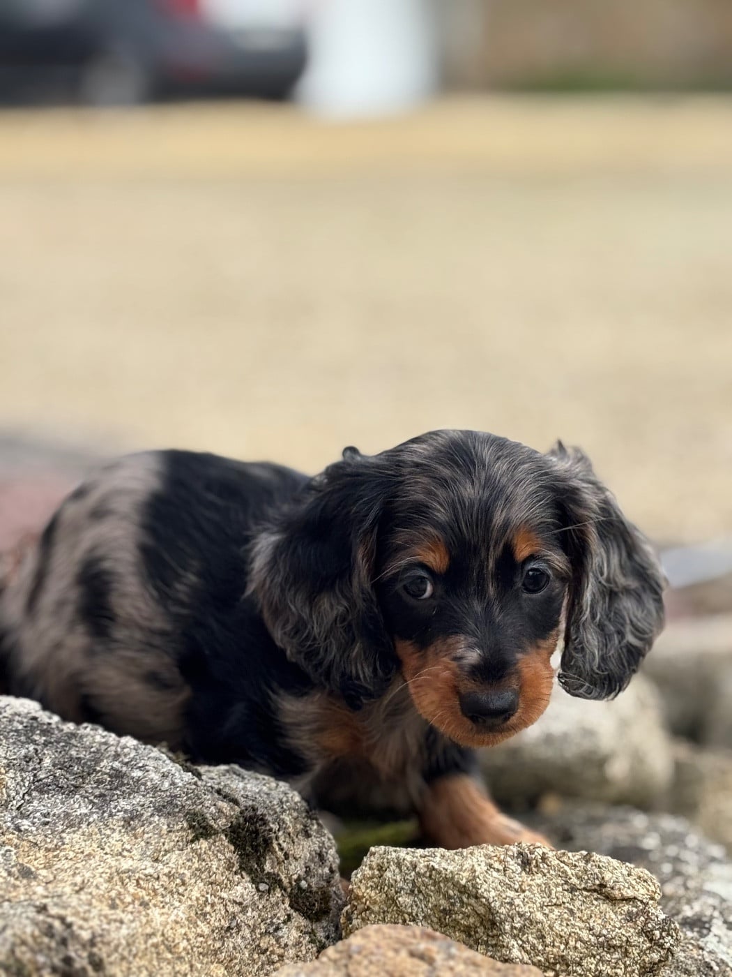 Arès - CHIOT 2 - Male arlequin Bleu