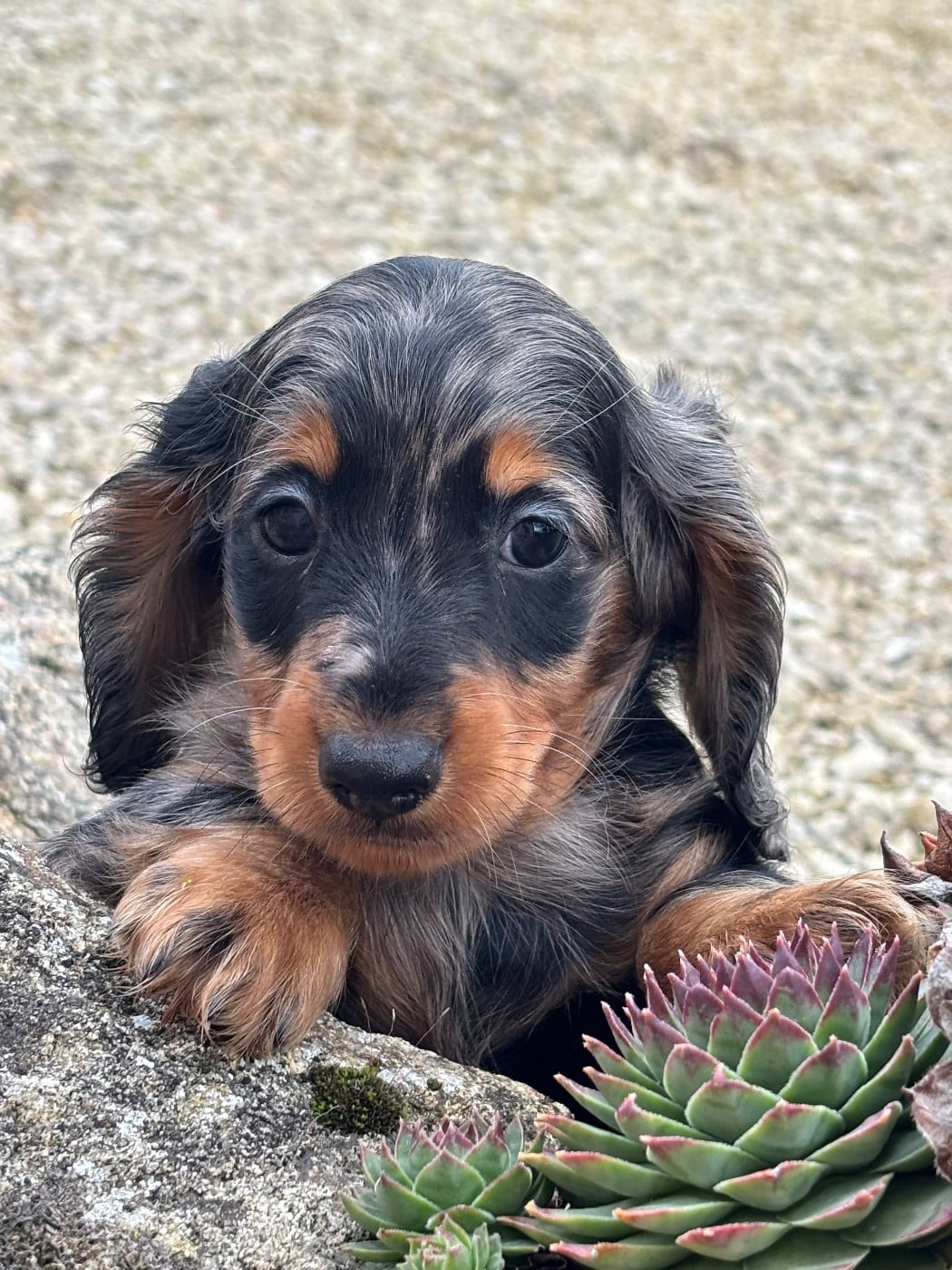 Arès - CHIOT 2 - Male arlequin Bleu