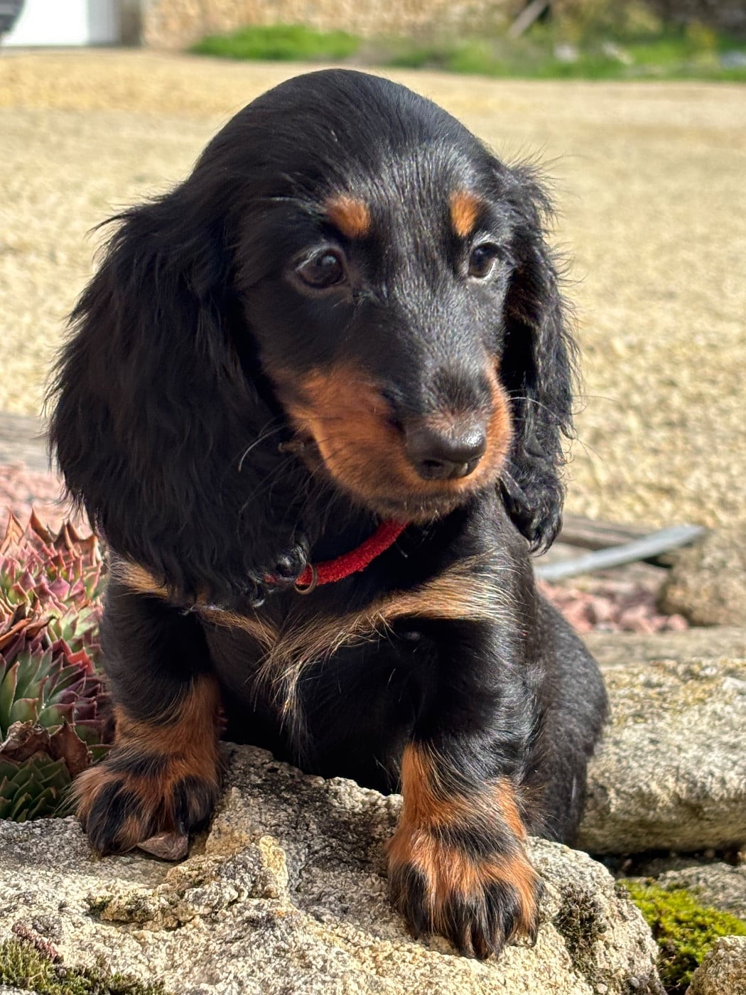 Anouchka - CHIOT 4 - collier rouge