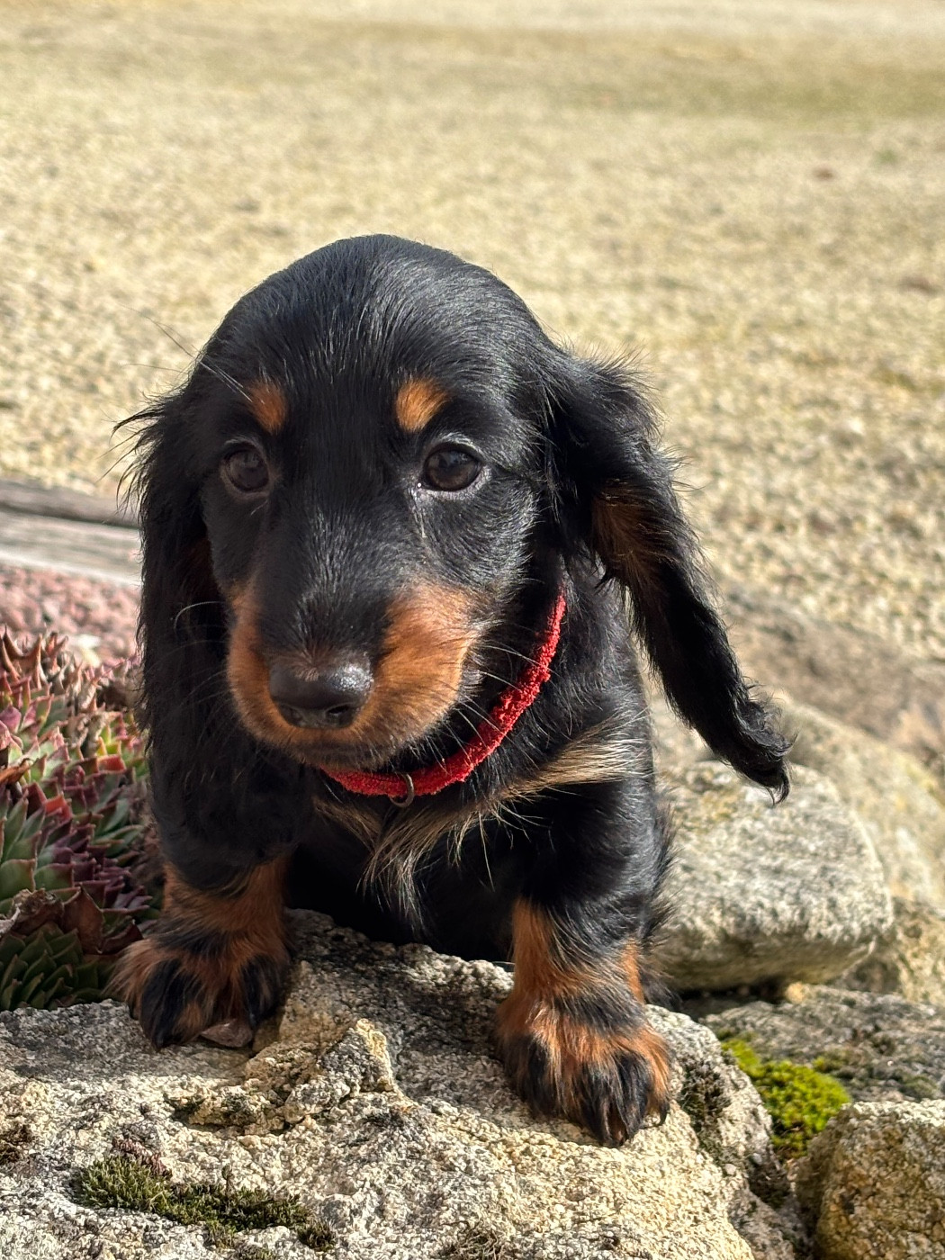 Anouchka - CHIOT 4 - collier rouge