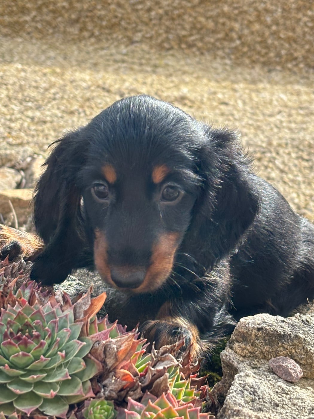 Anouchka - CHIOT 4 - collier rouge