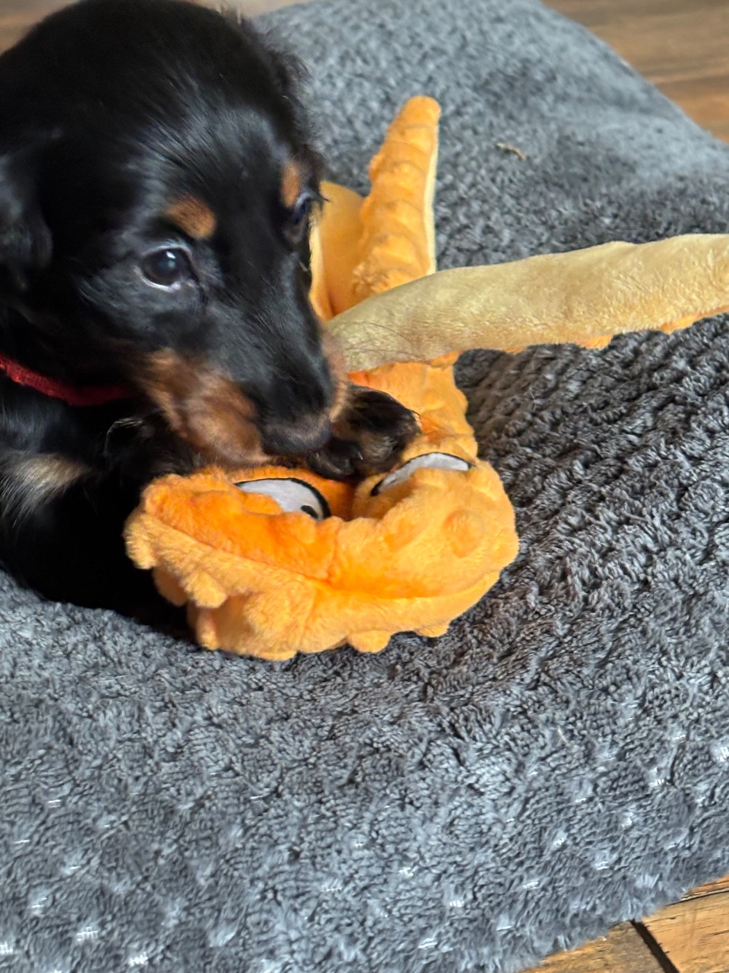 Anouchka - CHIOT 4 - collier rouge