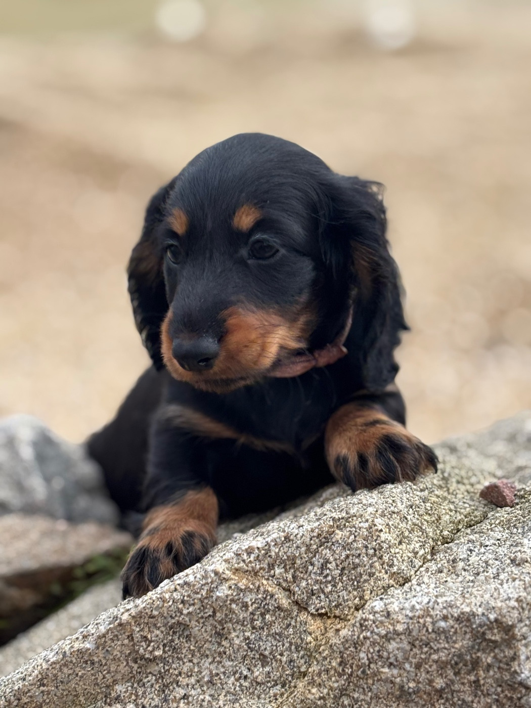 Azumi - CHIOT 3 - collier Rose