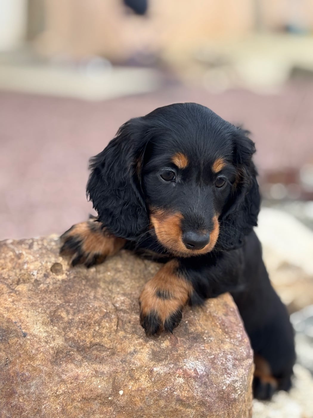 Azumi - CHIOT 3 - collier Rose