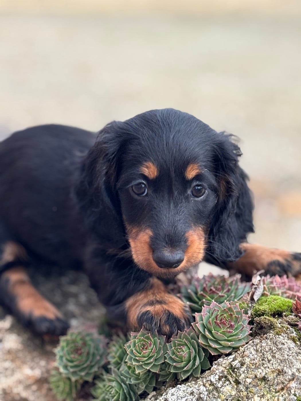 Azumi - CHIOT 3 - collier Rose