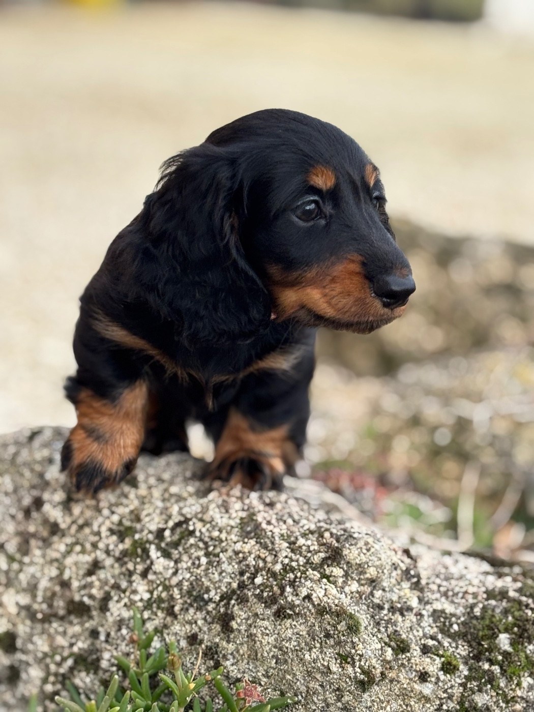 Azumi - CHIOT 3 - collier Rose