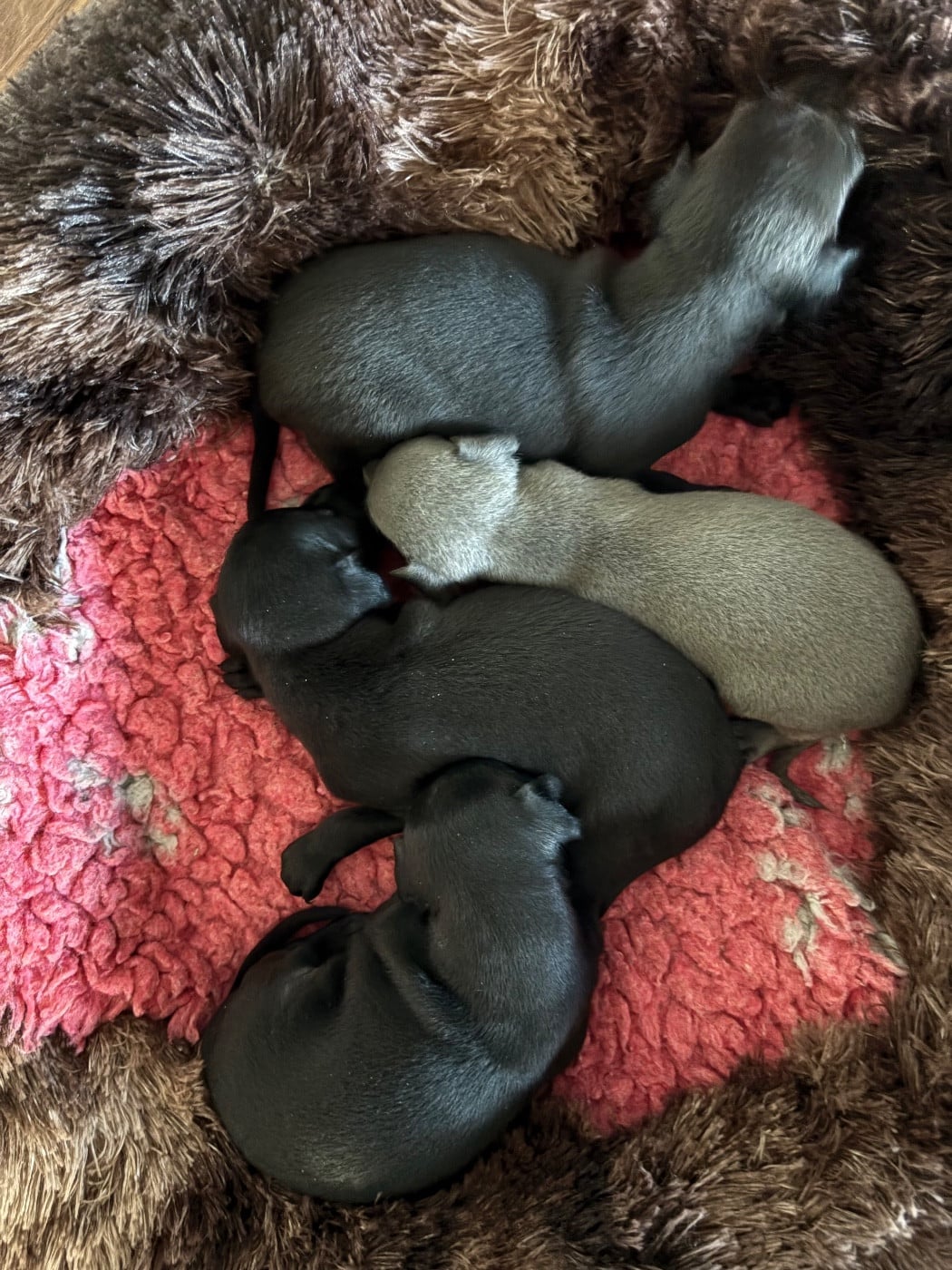 Petit Levrier Italien - Des Pinscheboules