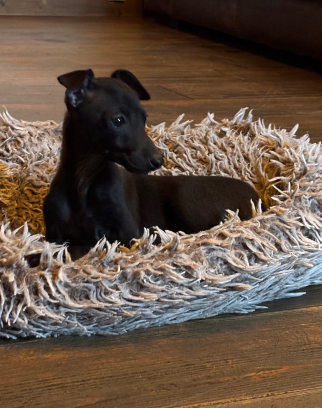 As de Coeur - CHIOT 2