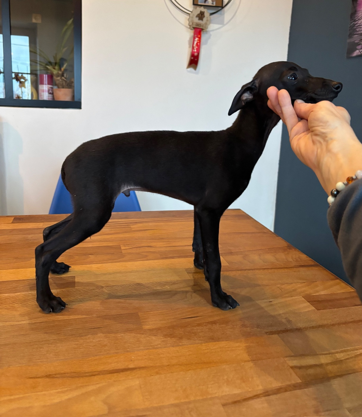 As de Coeur - CHIOT 2