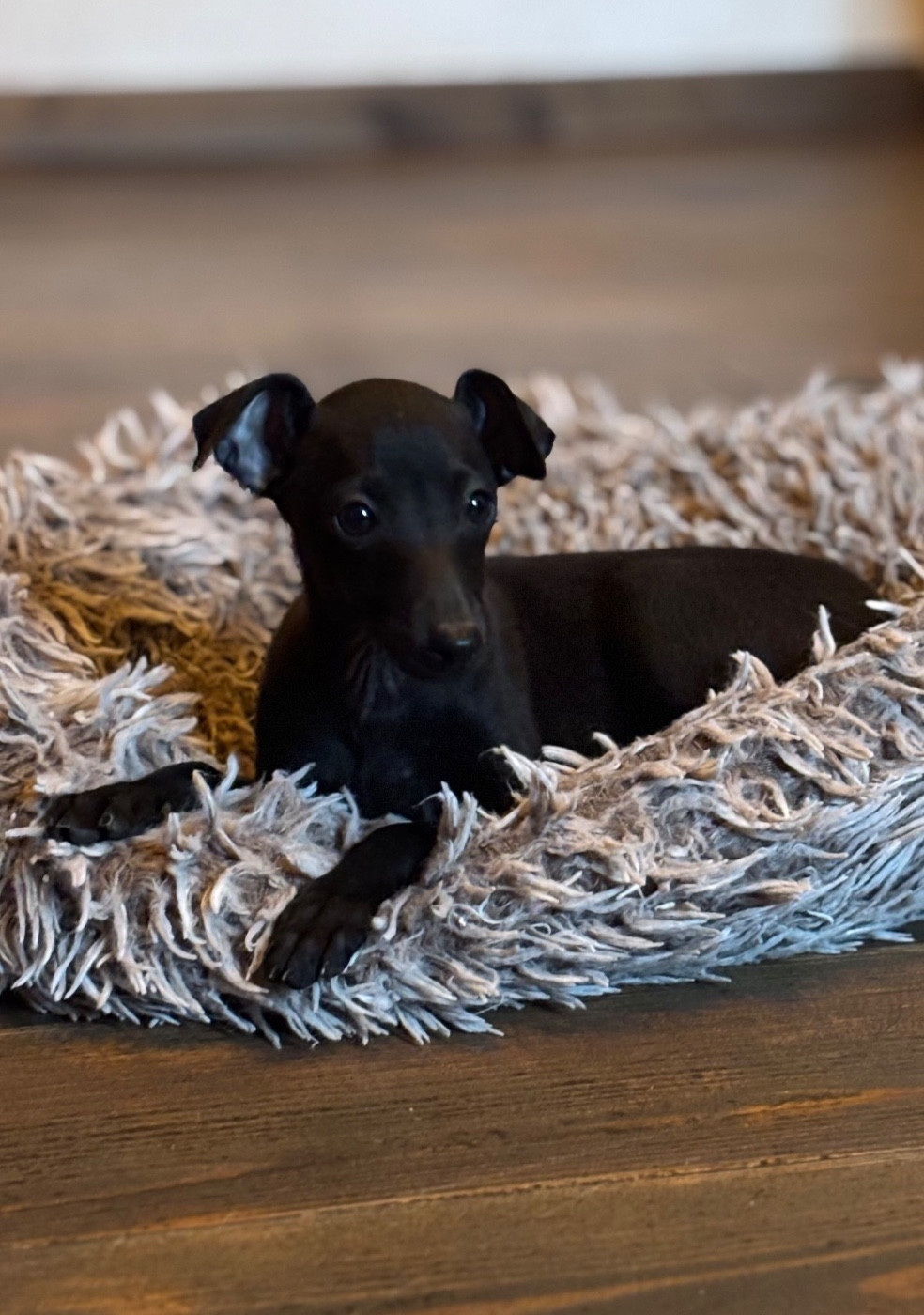 As de Coeur - CHIOT 2