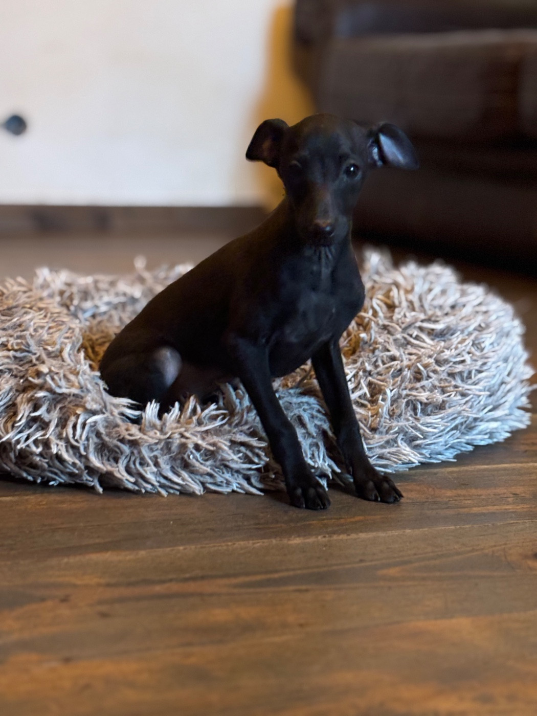 As de Coeur - CHIOT 2