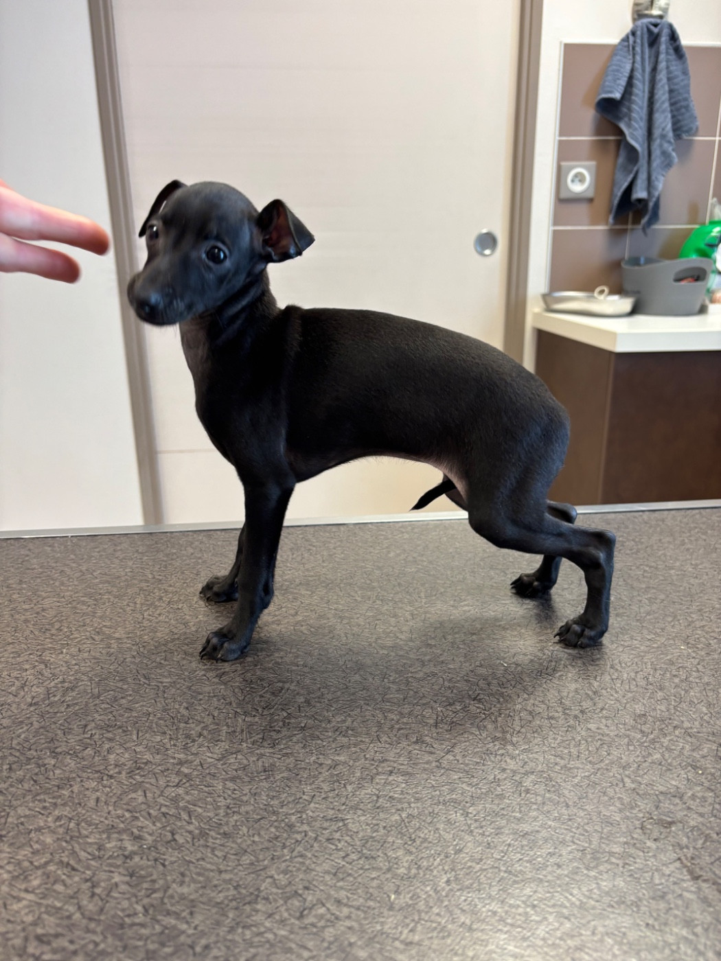 Âme Soeur - CHIOT 1