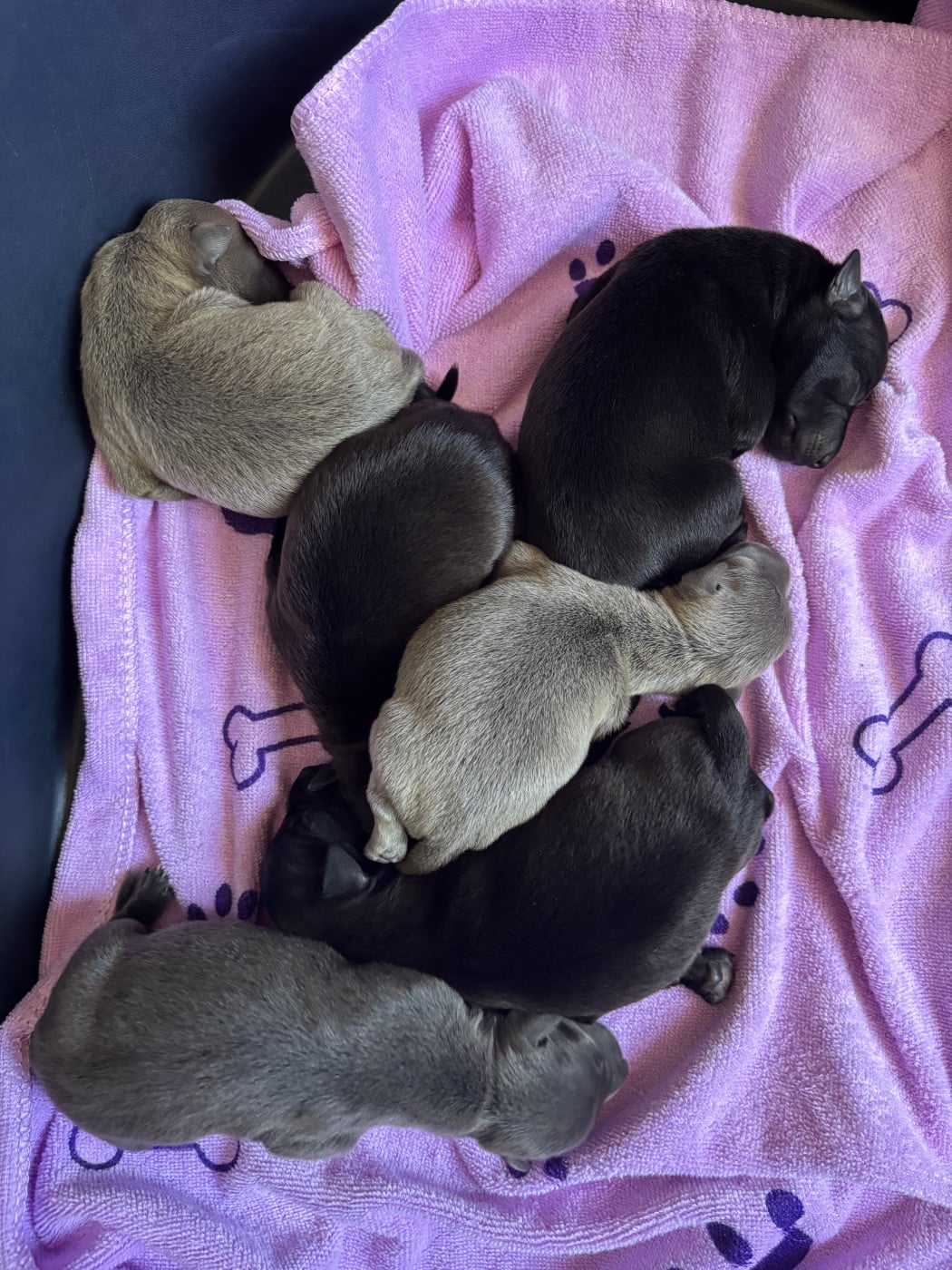 Petit Levrier Italien - Des Pinscheboules