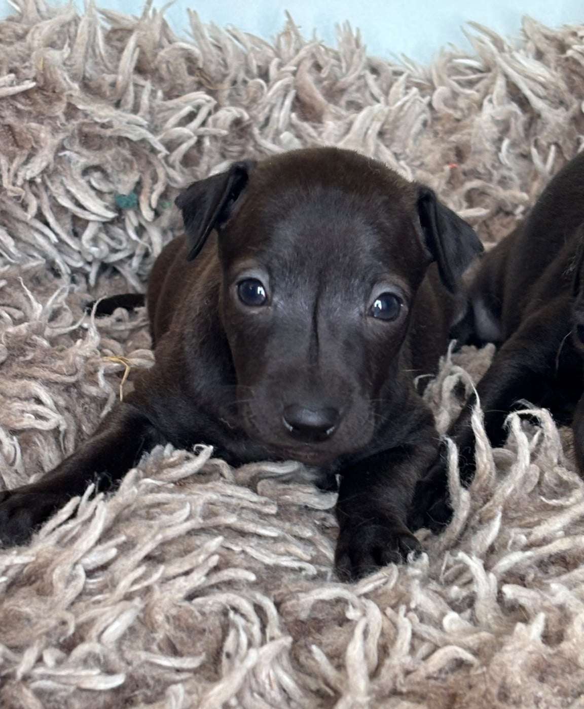 BULLE - Chiot N°1