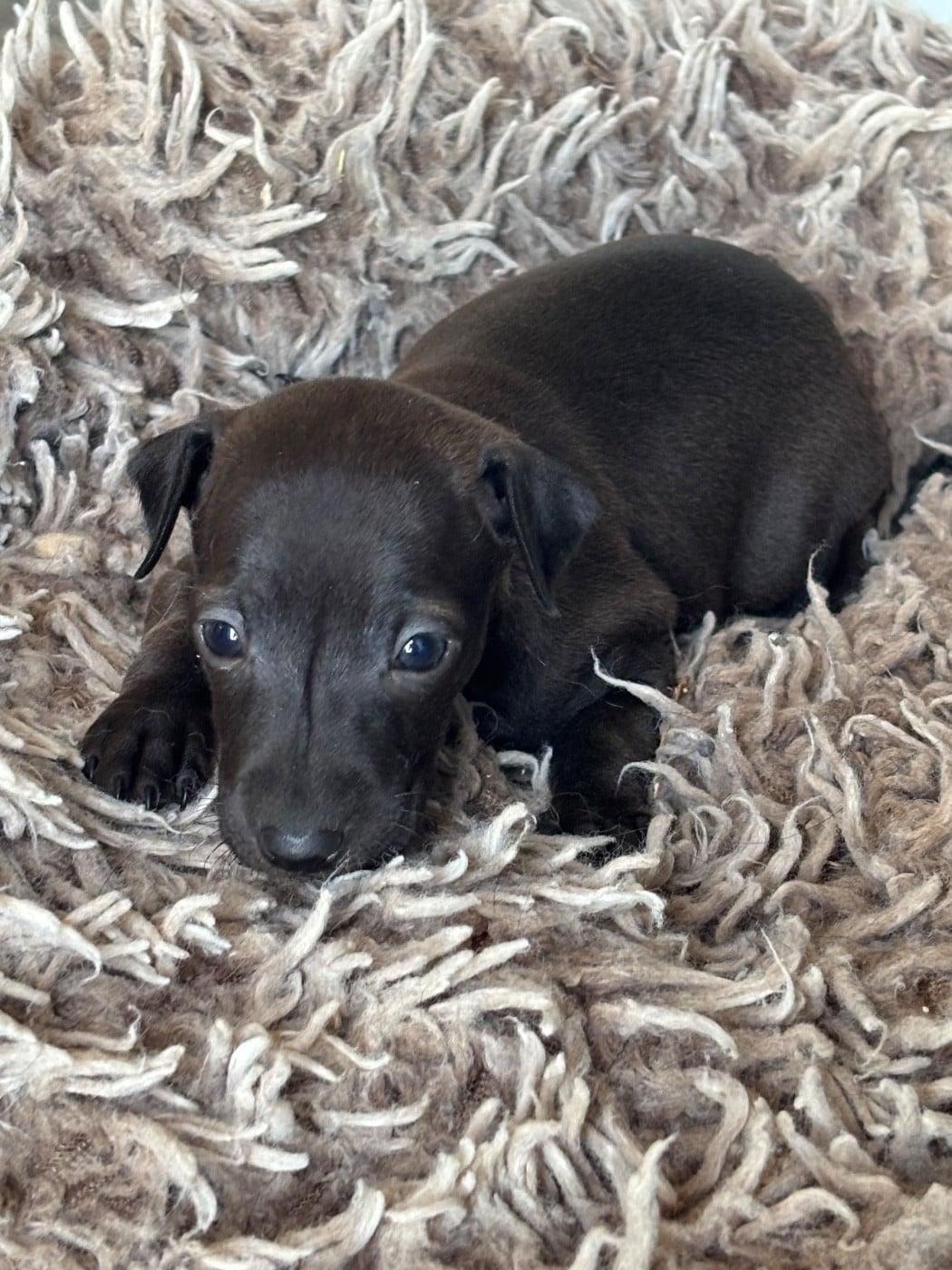 BULLE - Chiot N°1