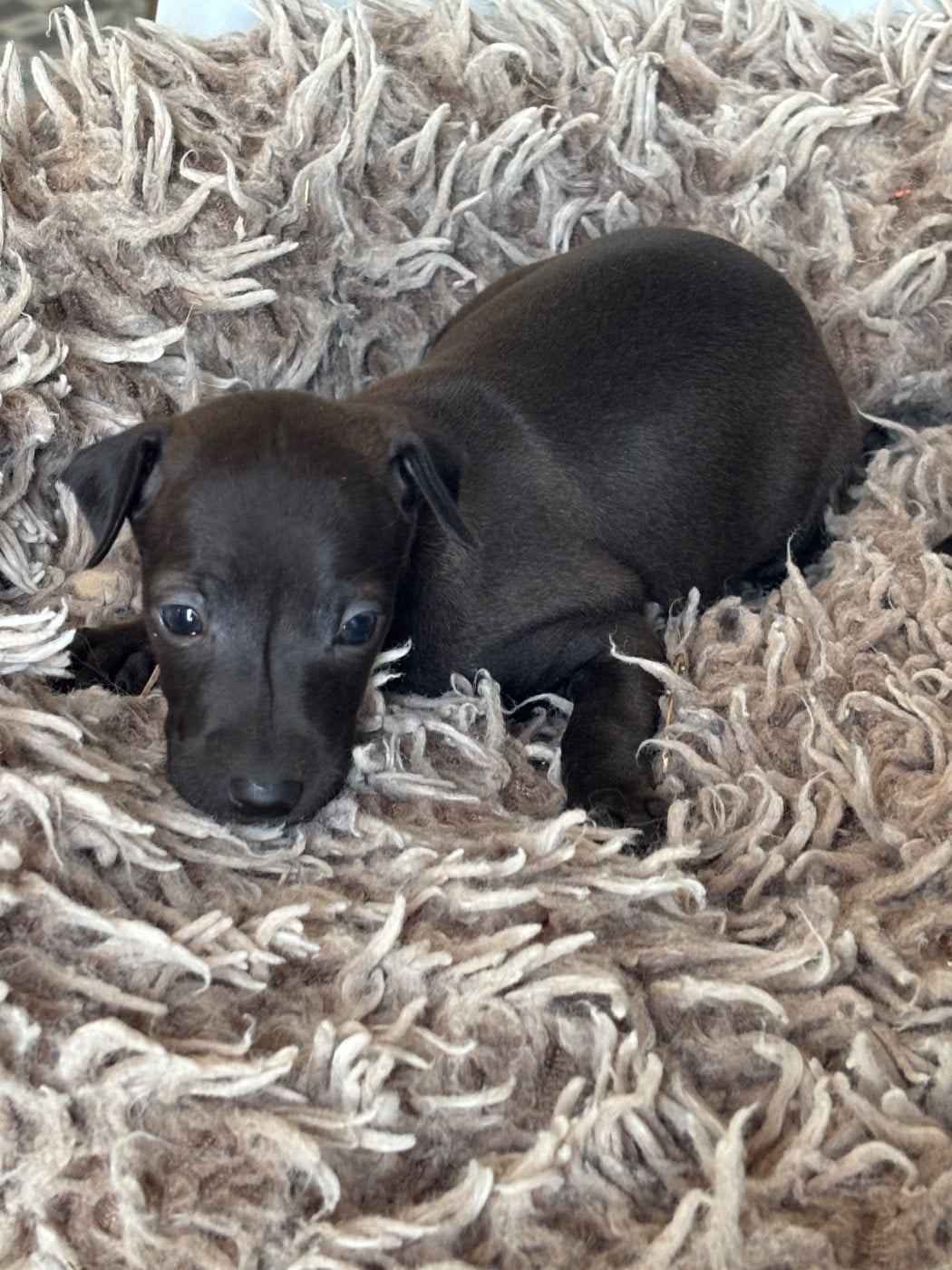 BULLE - Chiot N°1