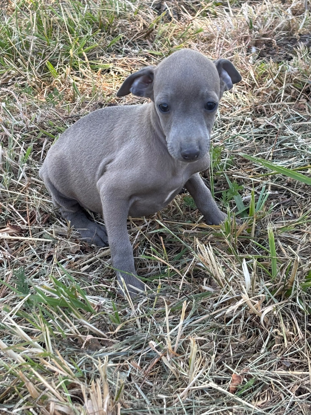 Bruce - male 6