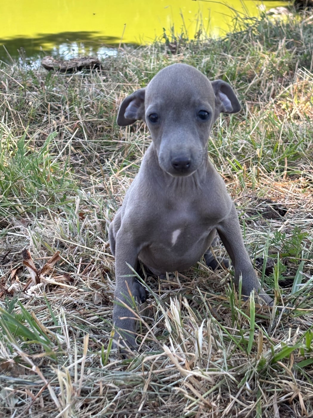 Bruce - male 6