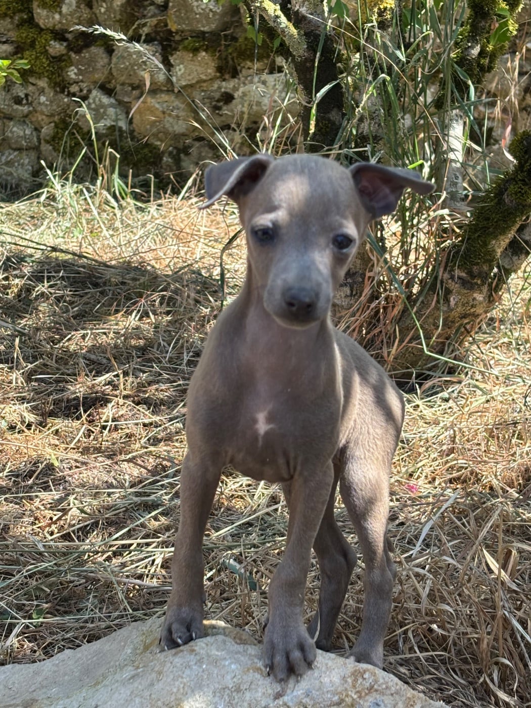 Bennito. - male 5