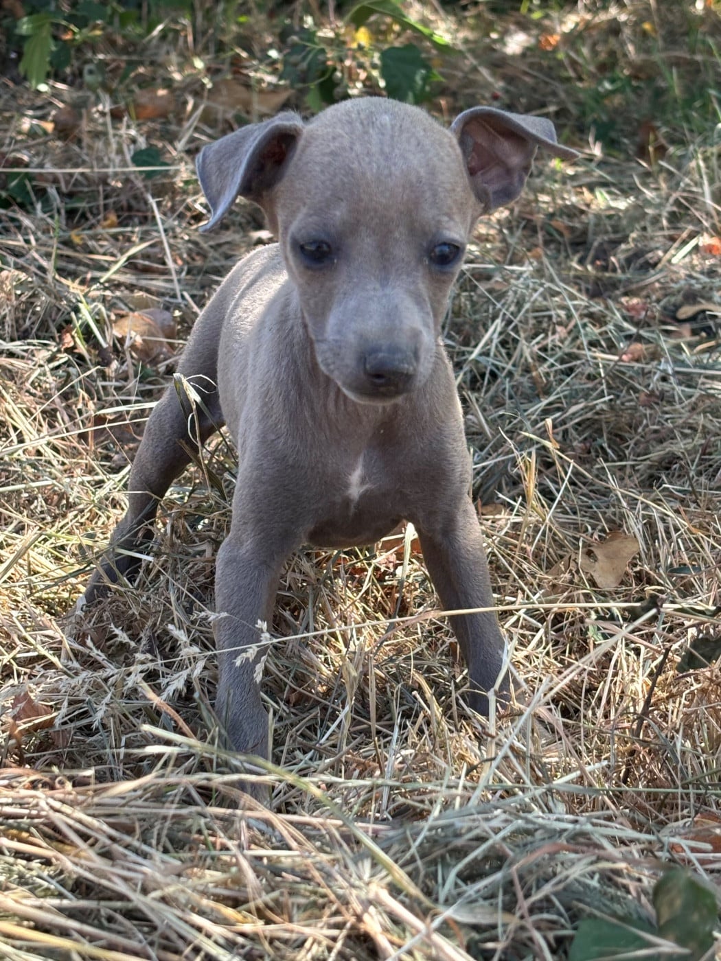 Bennito. - male 5