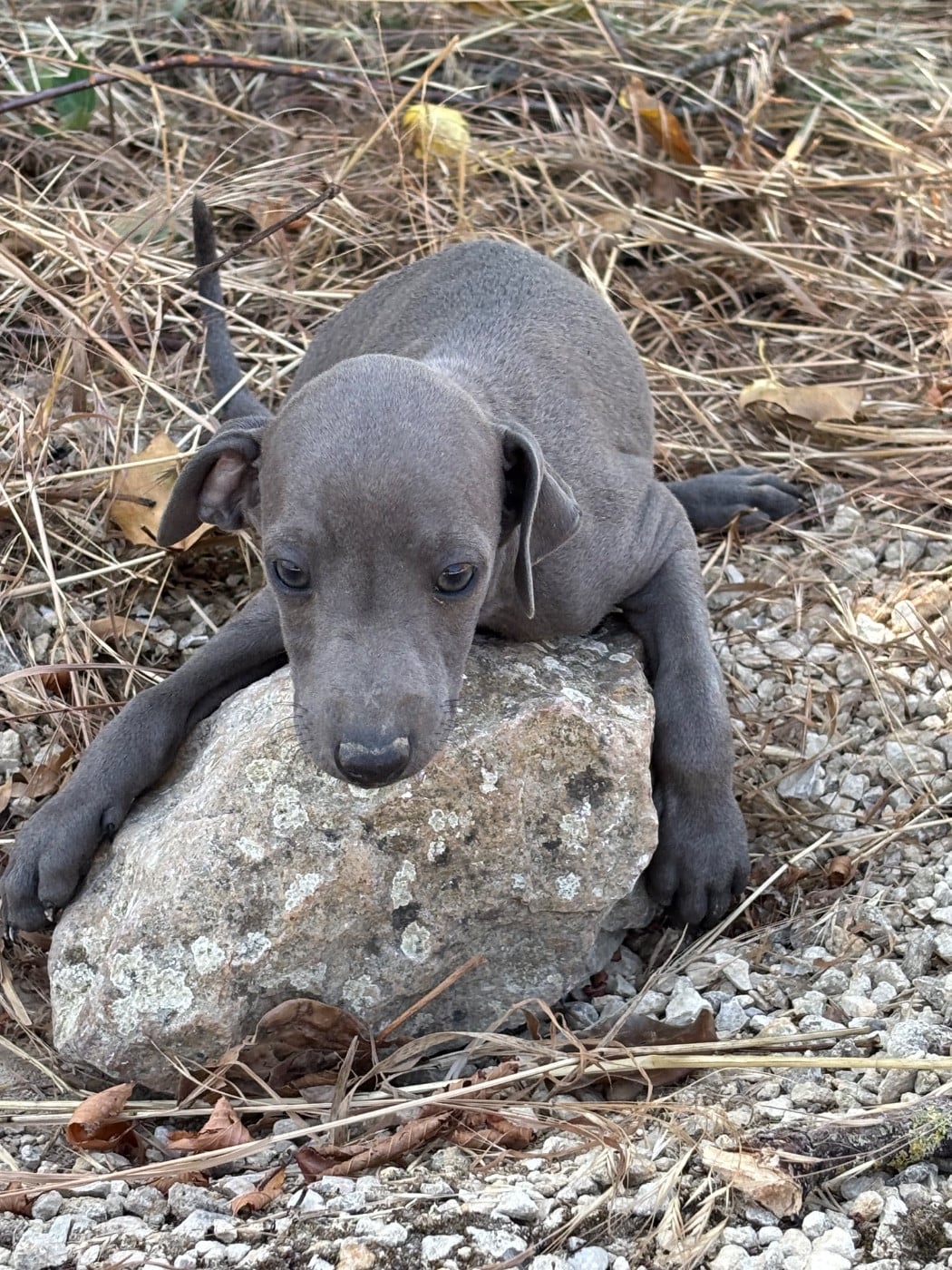 BENEDICT - male 4