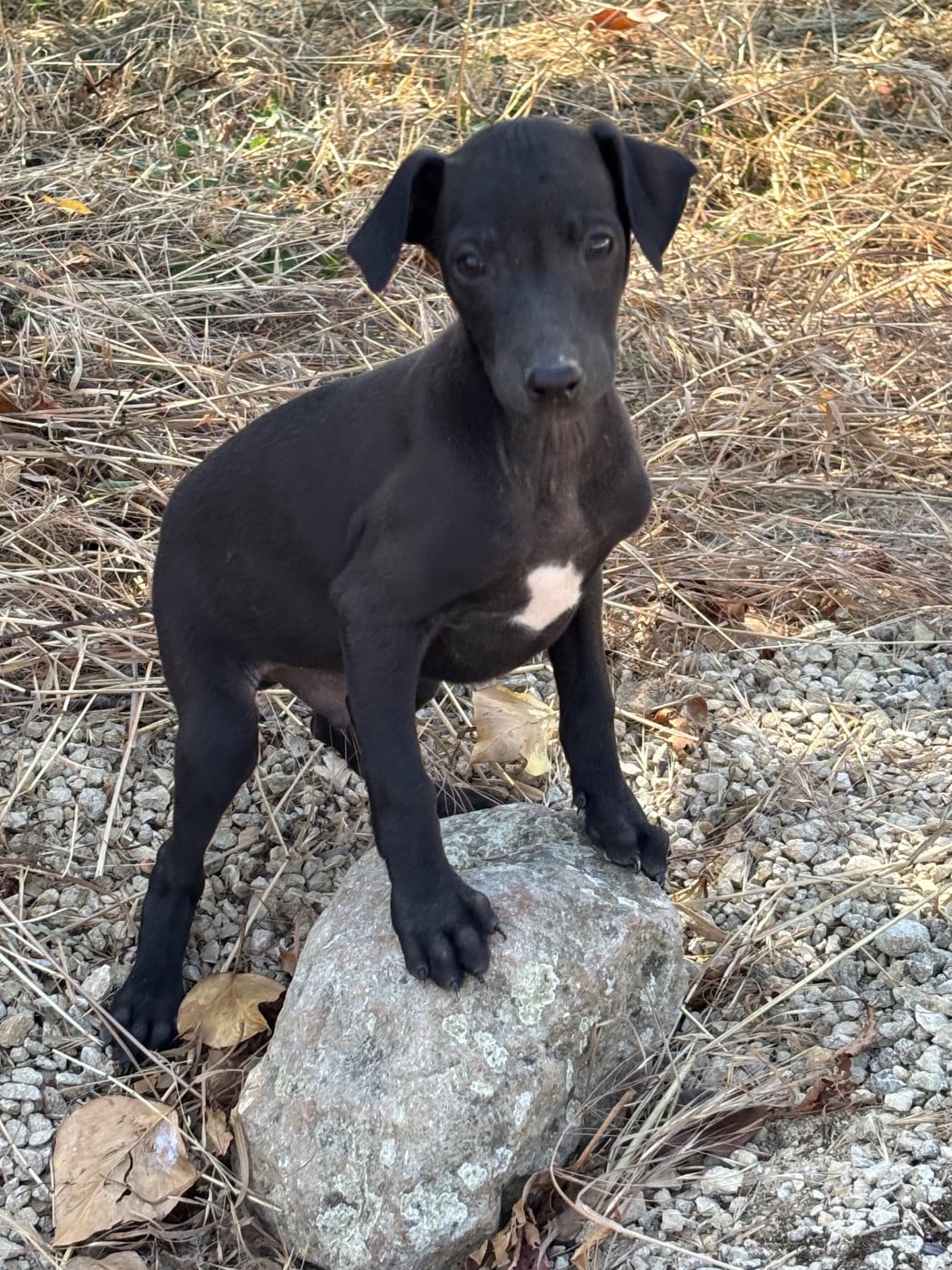 BILL. - Male 1